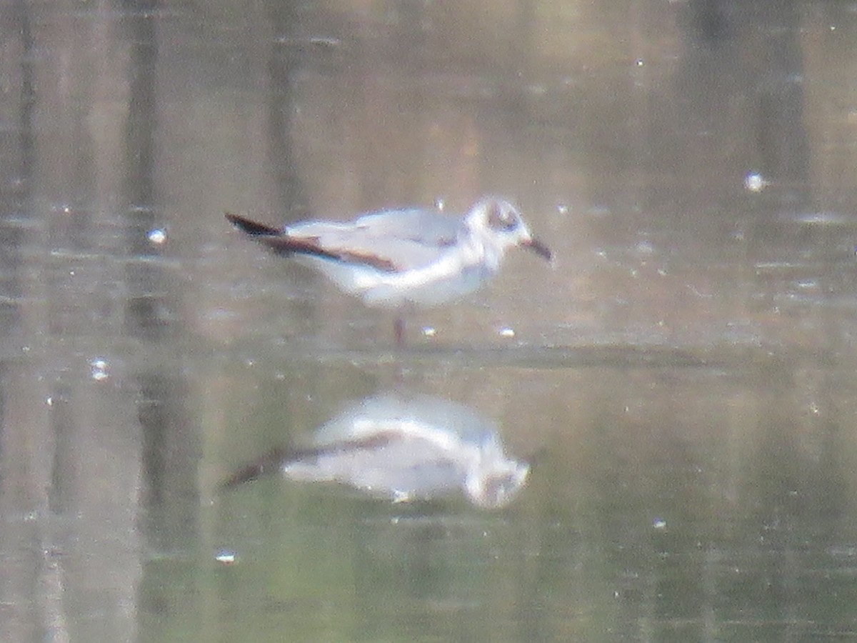 Laughing Gull - ML28896451