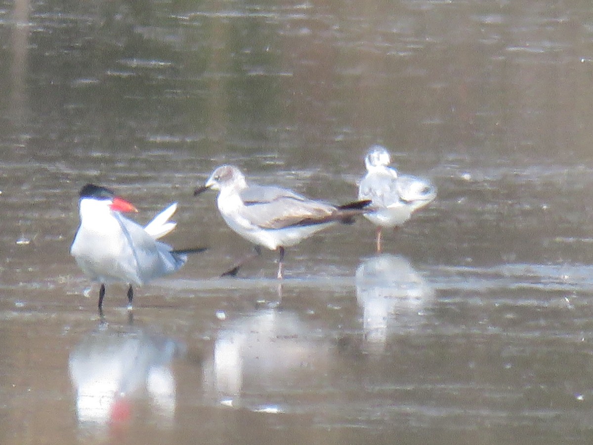 Laughing Gull - ML28896471