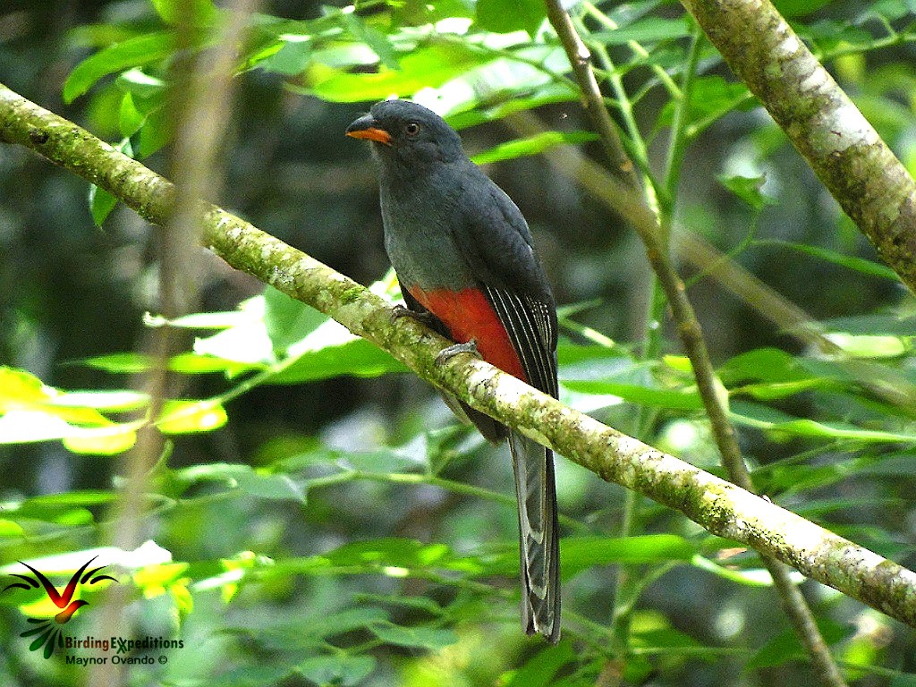 Gri Kuyruklu Trogon - ML28896481