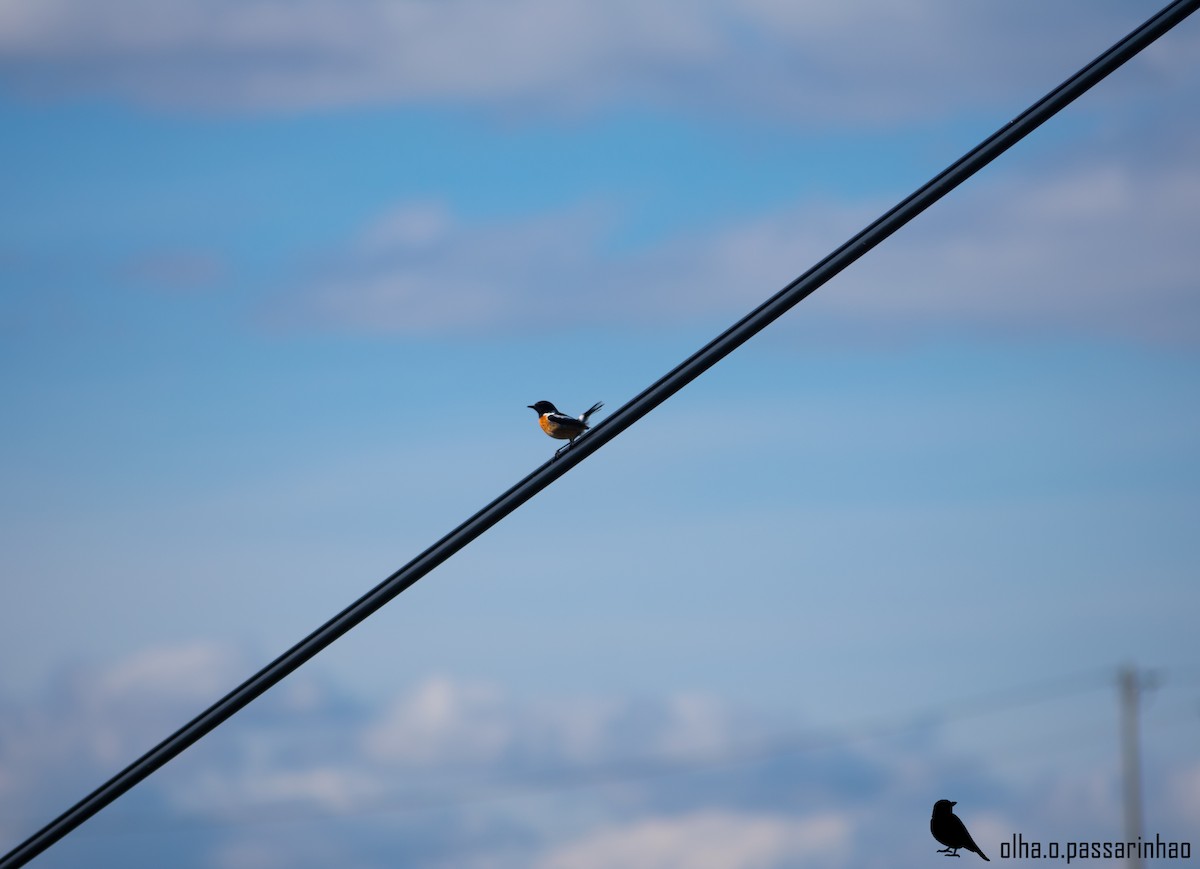 European Stonechat - ML288965021