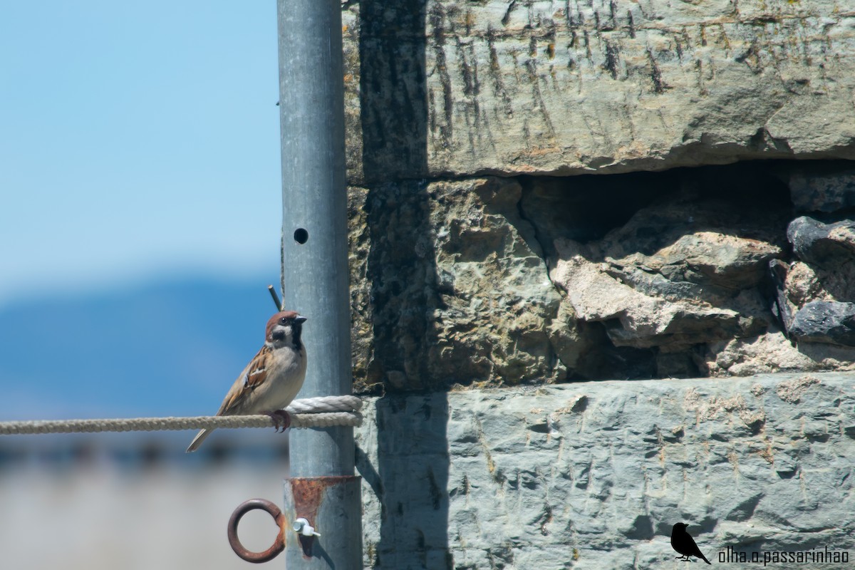 Хээрийн бор шувуу - ML288965491