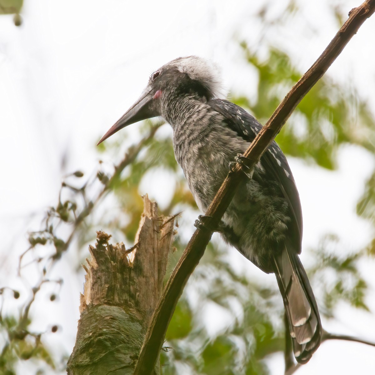 Eastern Dwarf Hornbill - ML288966591