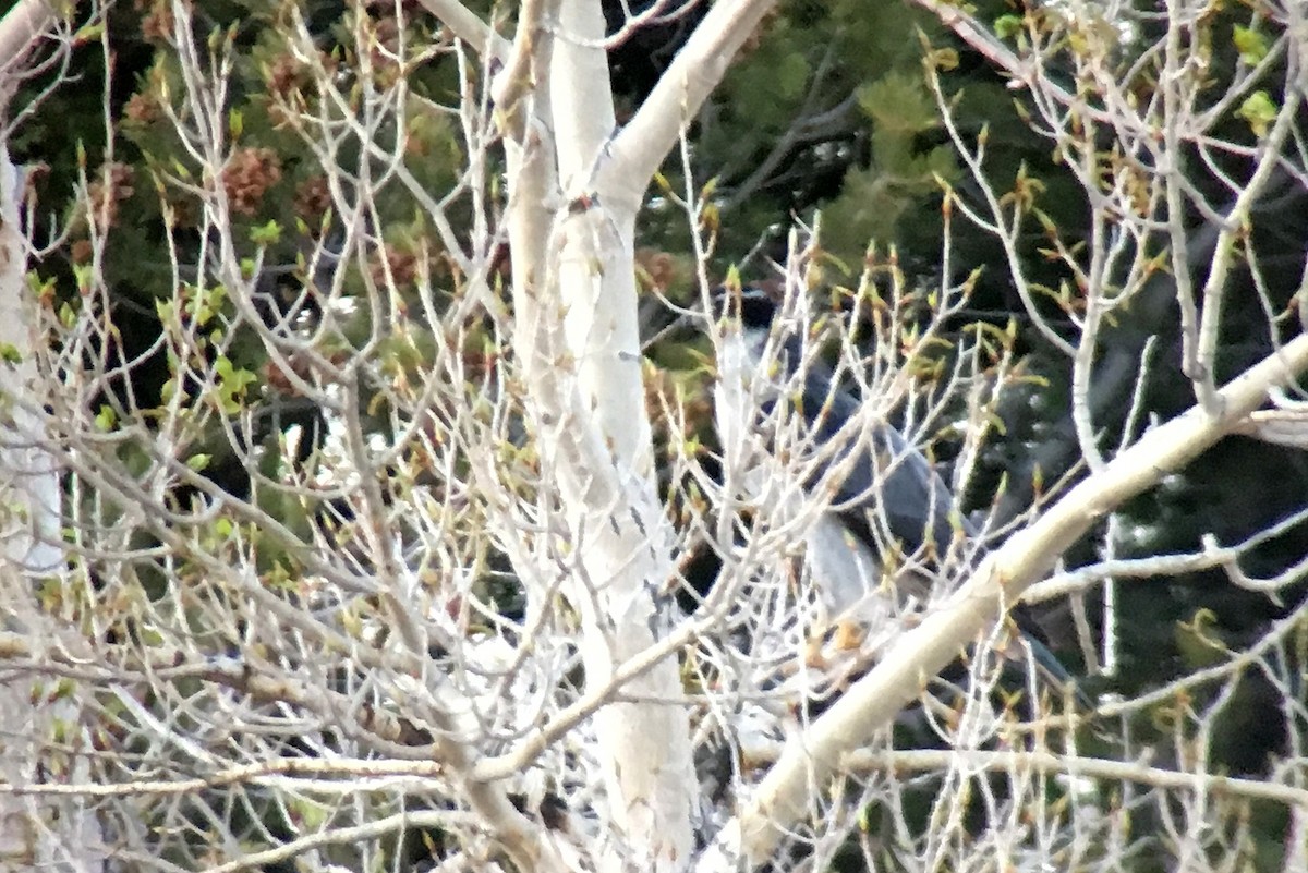 American Goshawk - ML28896671