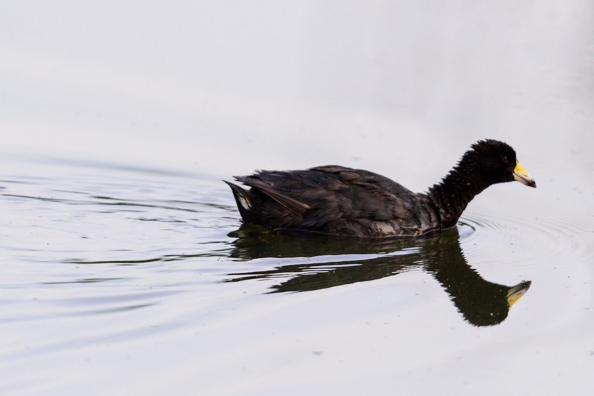 American Coot (Red-shielded) - ML28896811