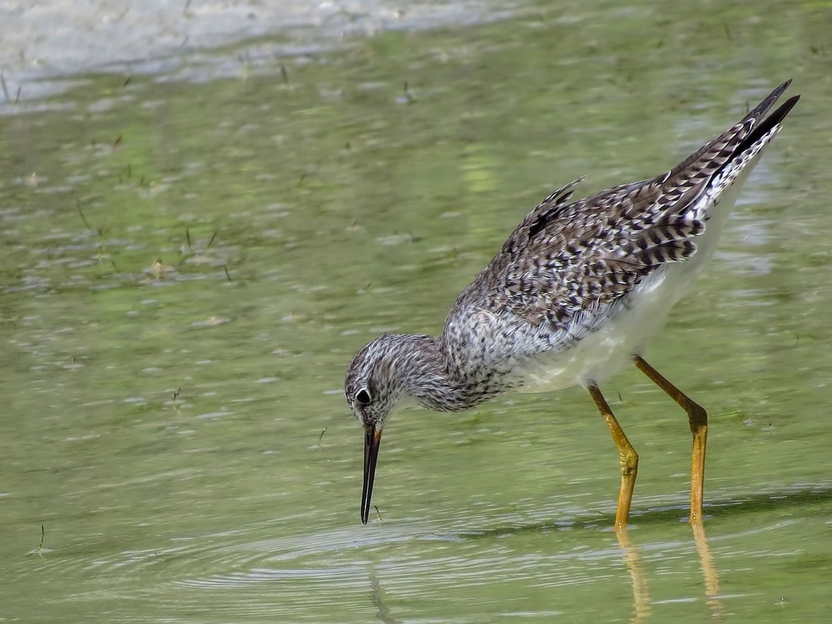 Lesser Yellowlegs - ML288969201