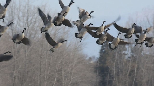 Canada Goose - ML288969271