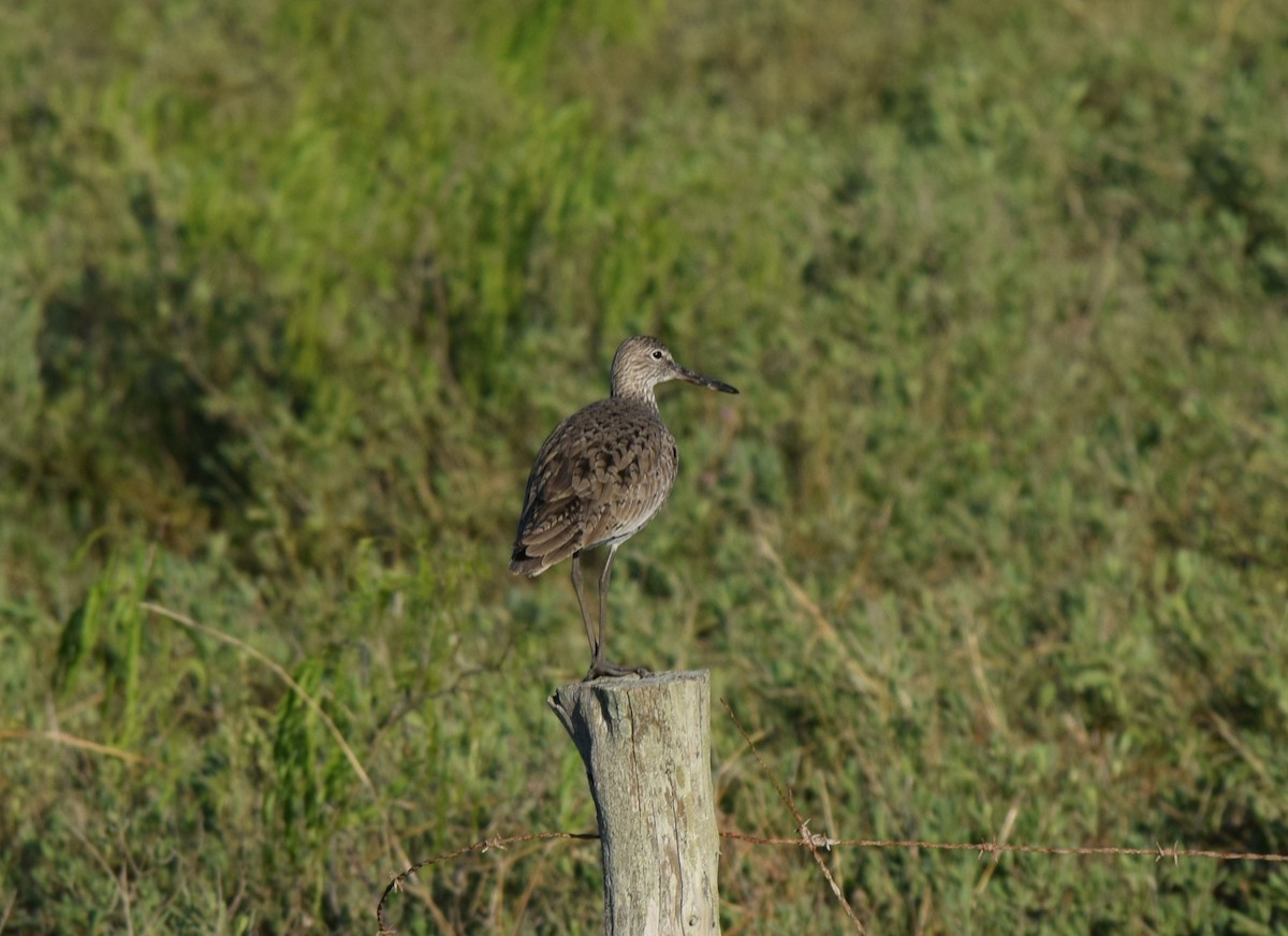 Willet - ML288969541