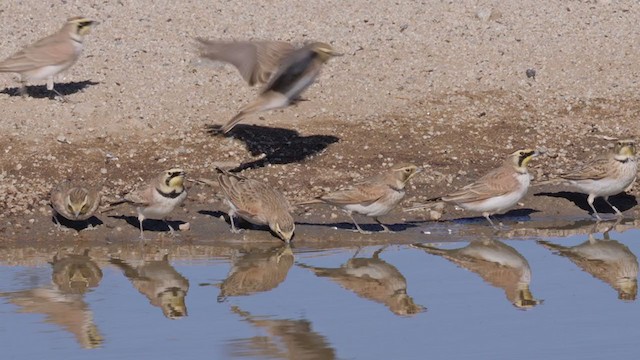 Horned Lark - ML288970501