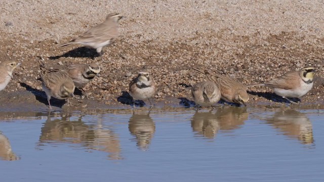 Horned Lark - ML288970721