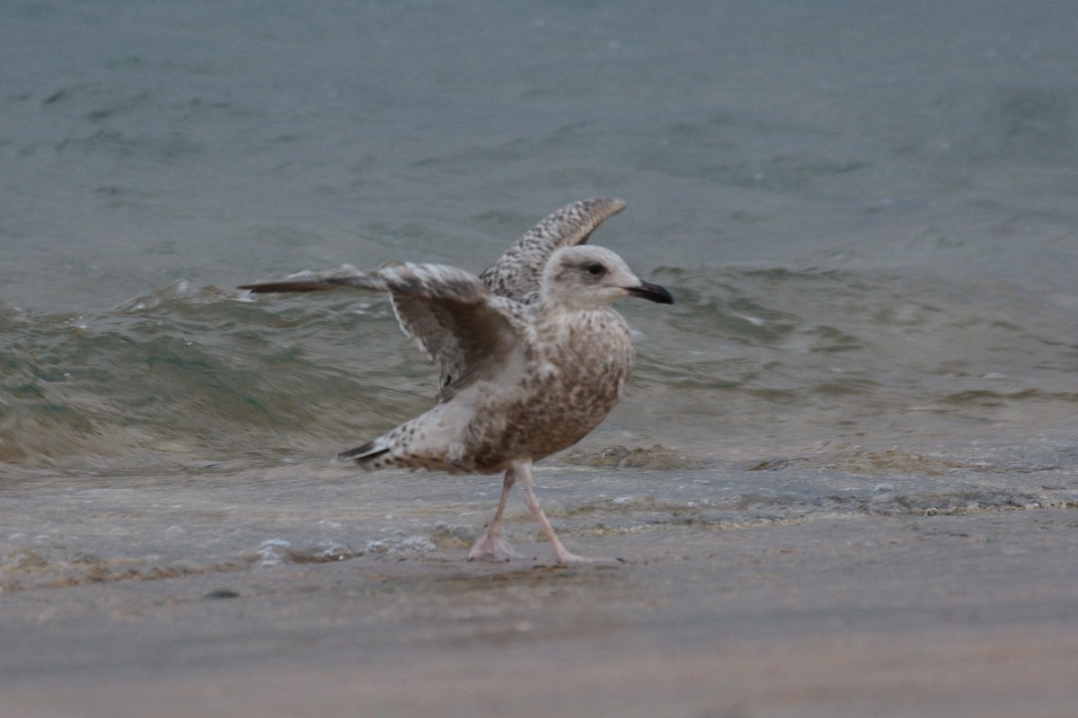 Herring Gull - ML288970811