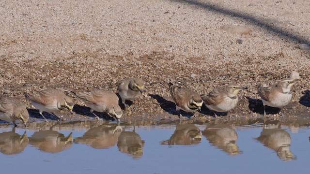 Horned Lark - ML288970841