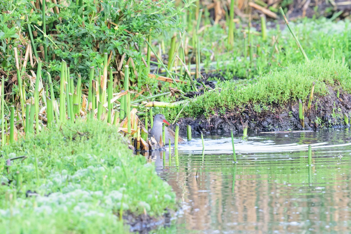Bogota Rail - ML28897101