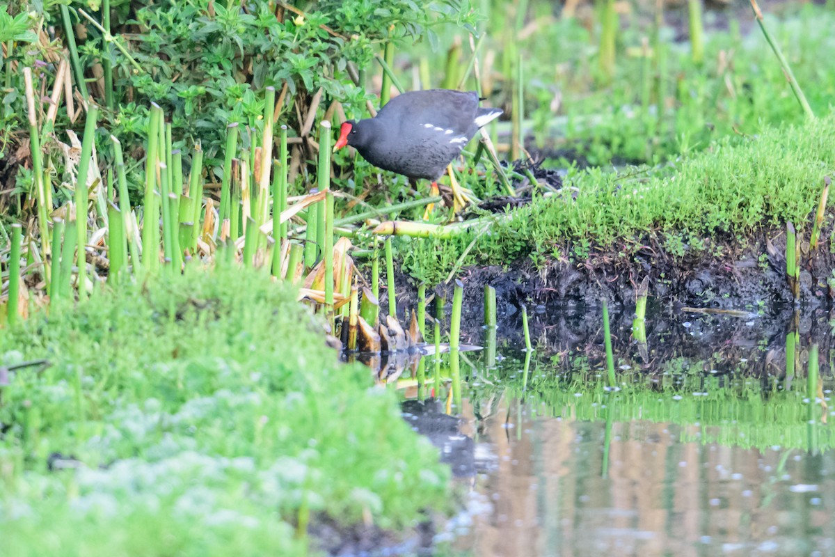 Common Gallinule - ML28897161