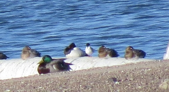 アジサシ属 - ML28897171