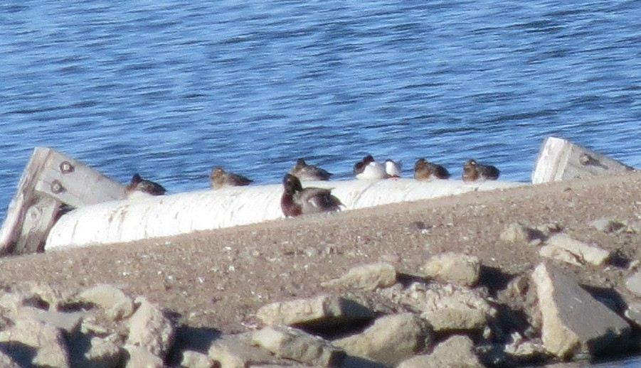 アジサシ属 - ML28897181