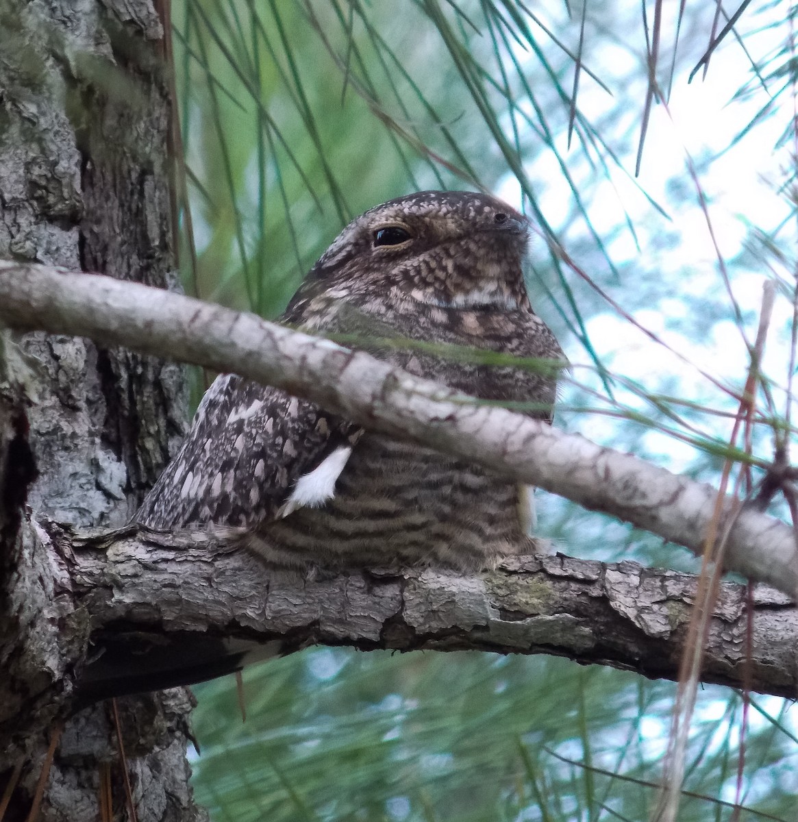 Lesser Nighthawk - Victor Gamez