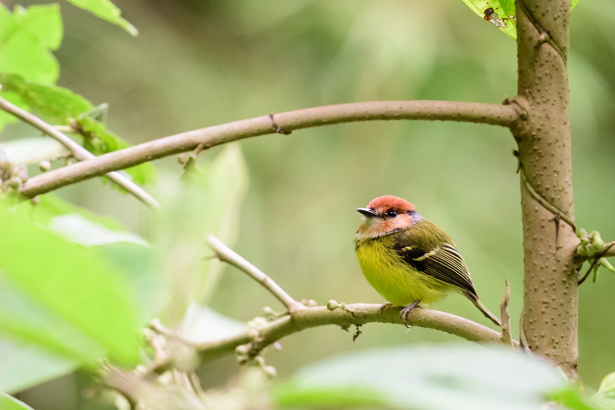 Rufous-crowned Tody-Flycatcher - ML28897331