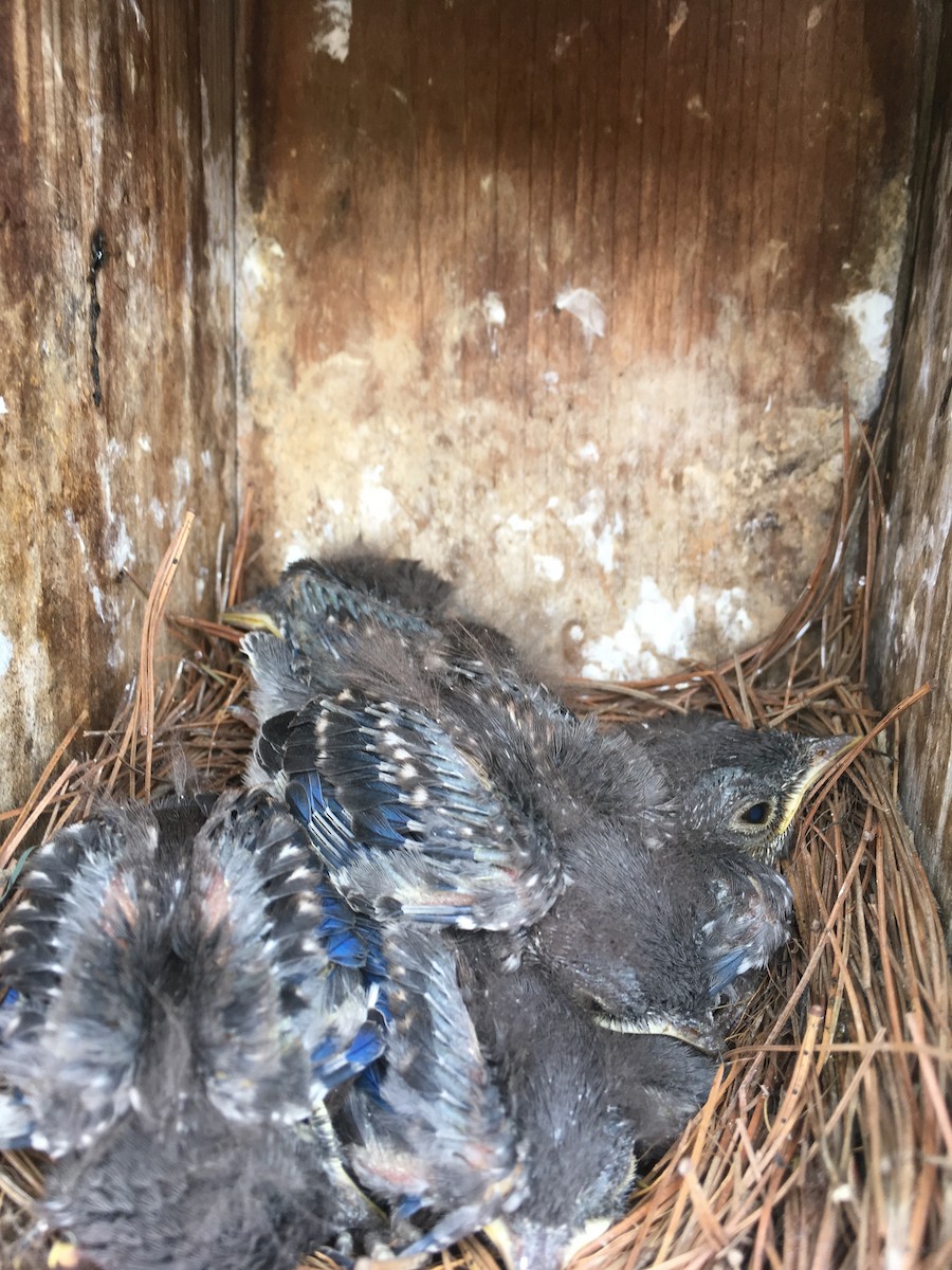 Eastern Bluebird - ML288973371