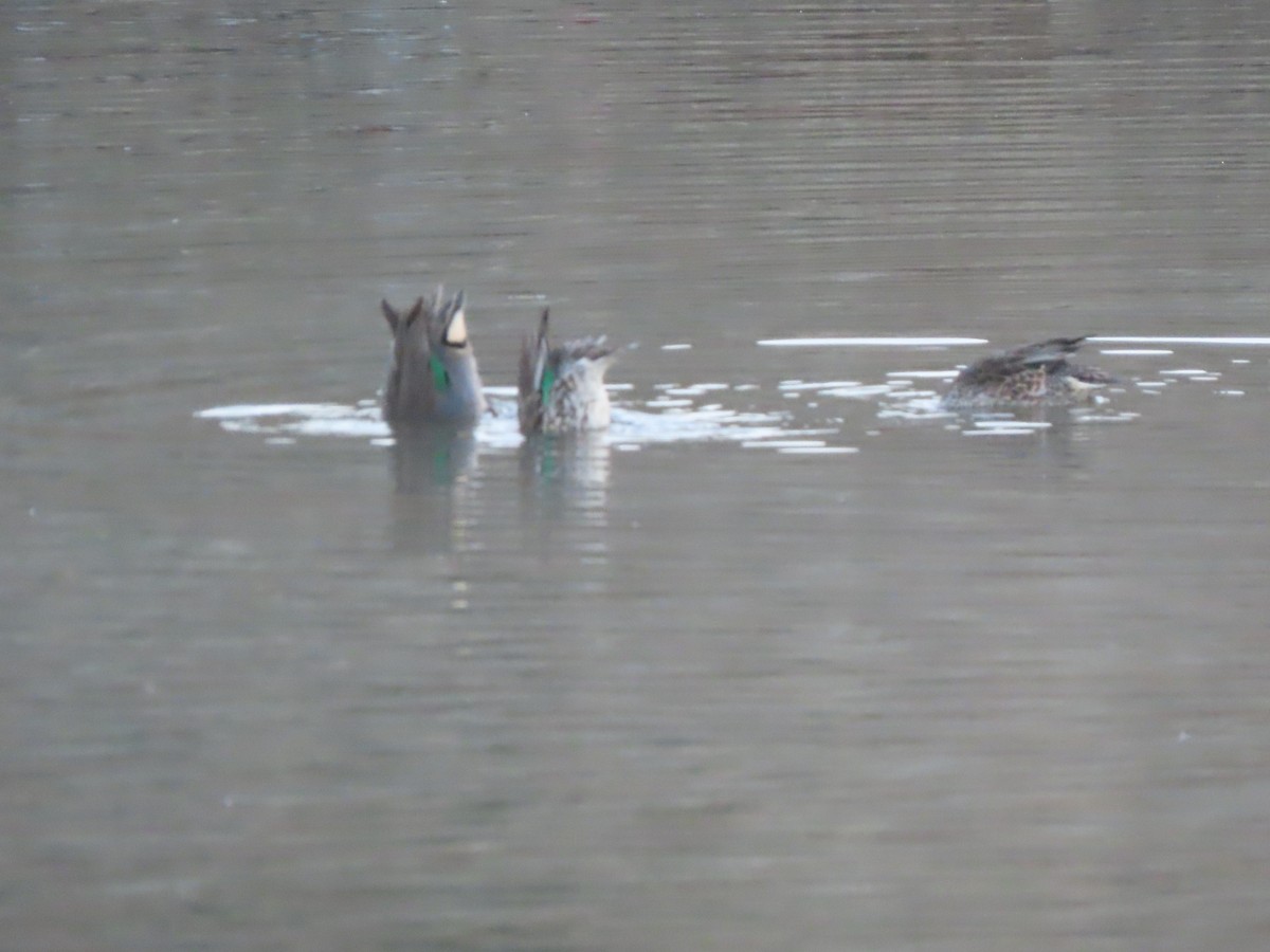 Green-winged Teal - Ed Stonick