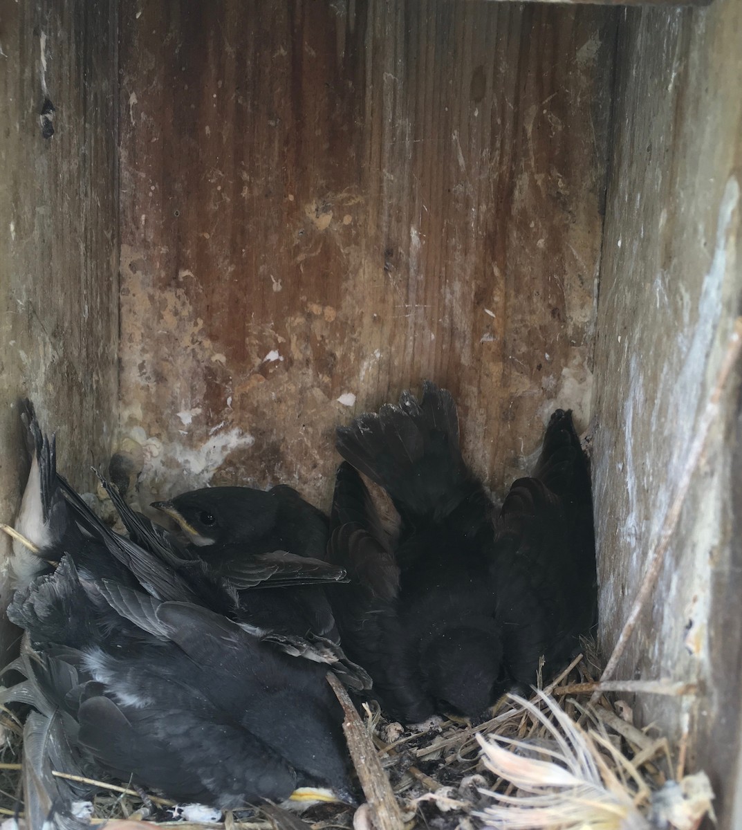 Tree Swallow - ML288974331
