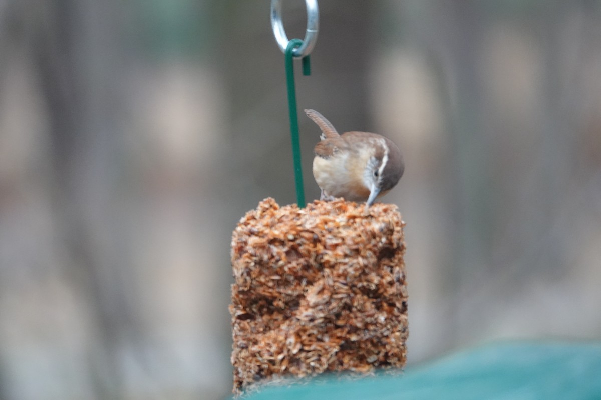 Carolina Wren (Northern) - ML288975191