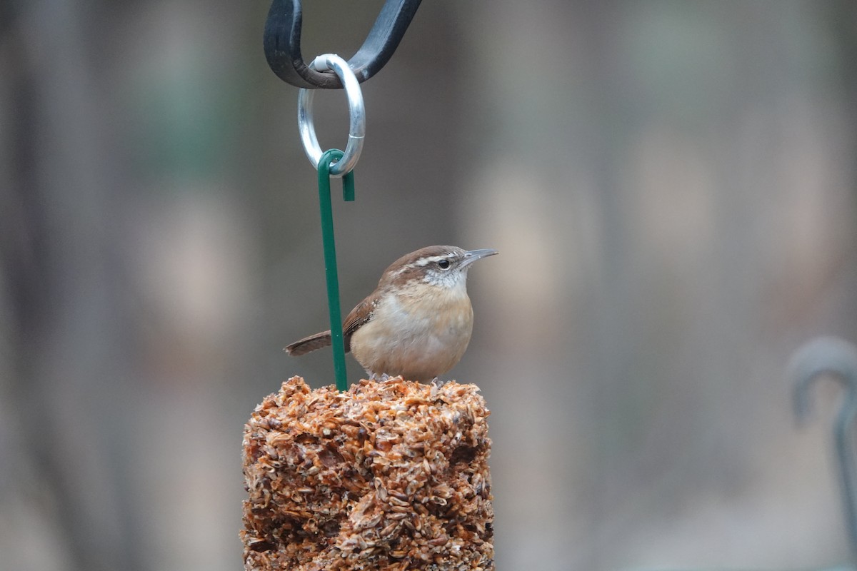 Carolina Wren (Northern) - ML288975251
