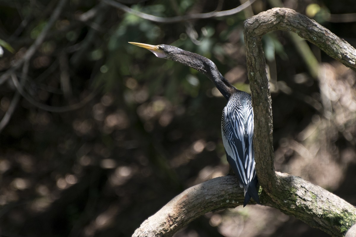 Anhinga - Luiz Carlos Ramassotti