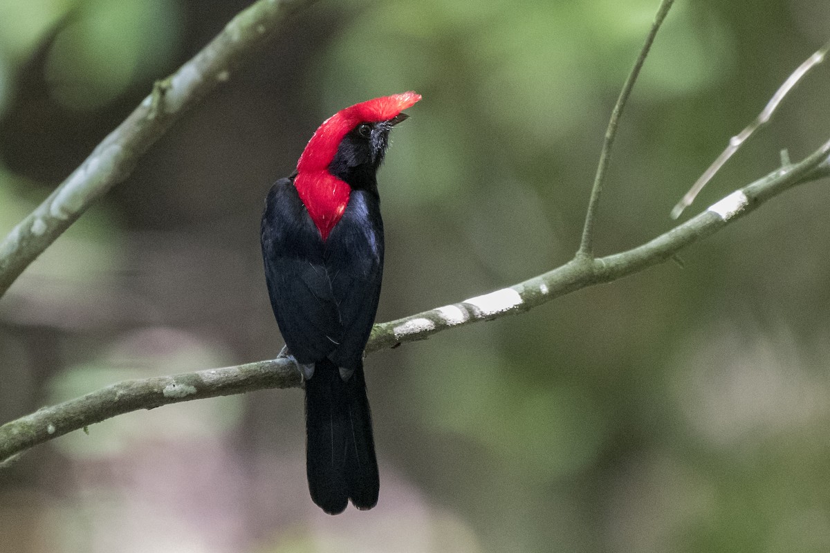 Helmeted Manakin - ML288979081