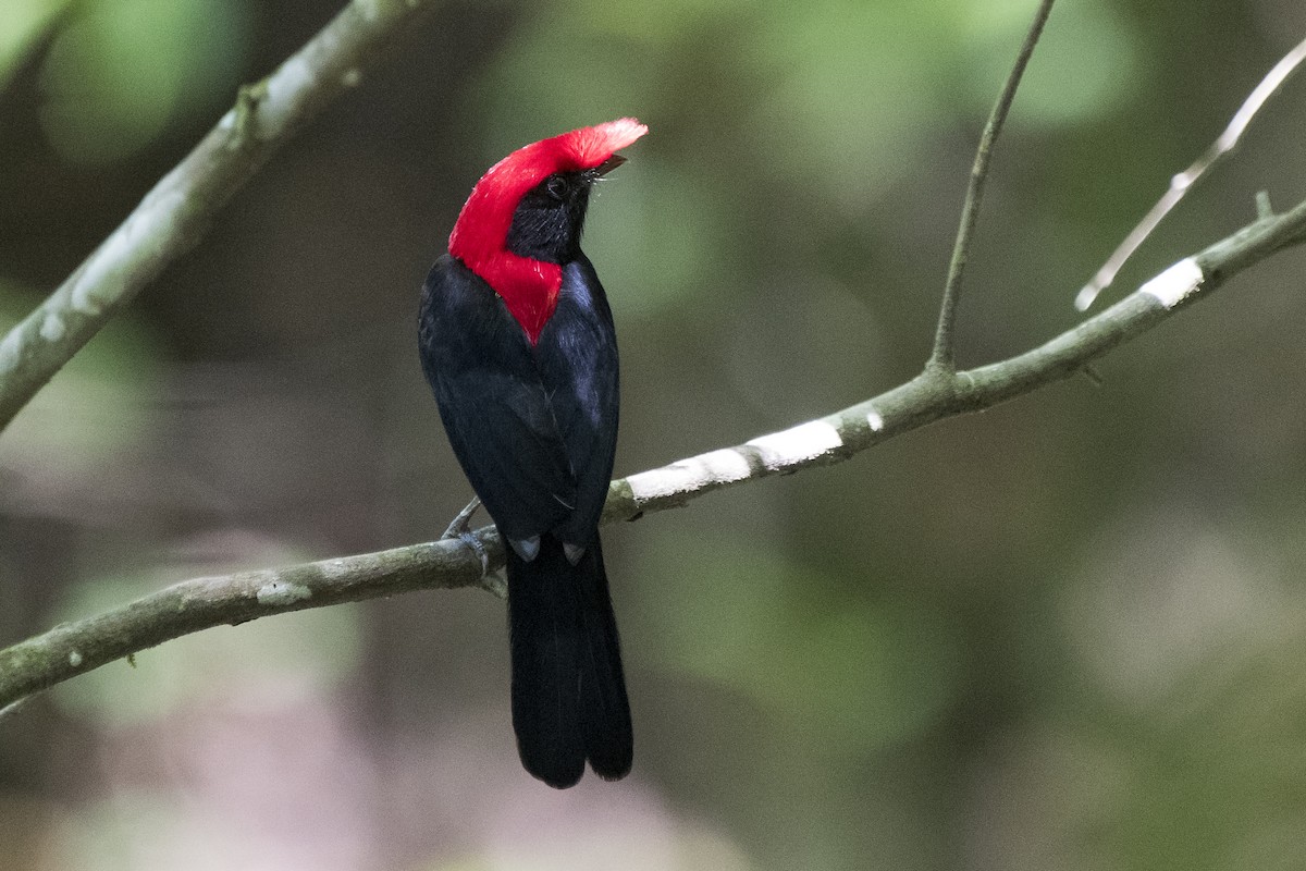 Helmeted Manakin - Luiz Carlos Ramassotti