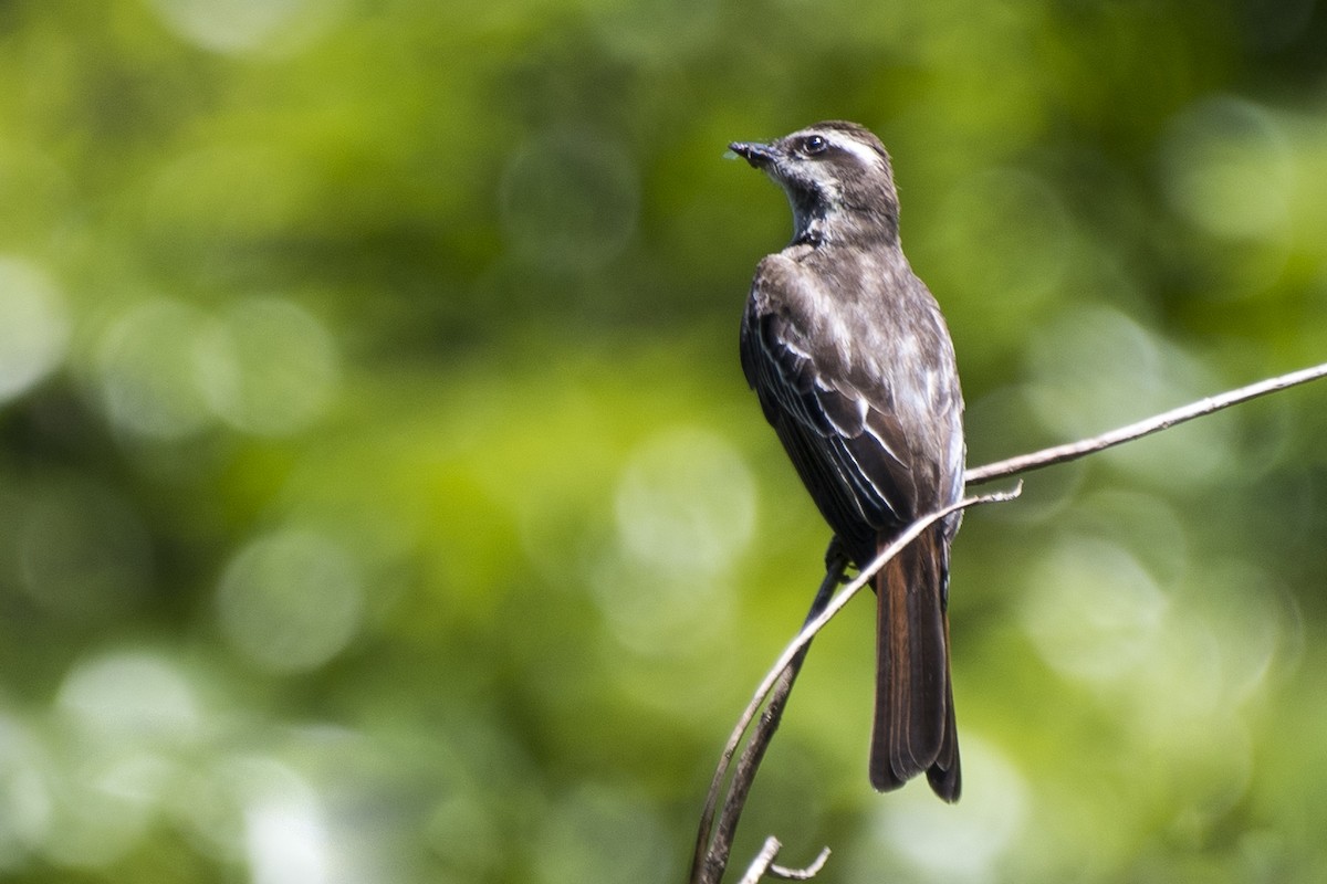 Variegated Flycatcher - ML288979141