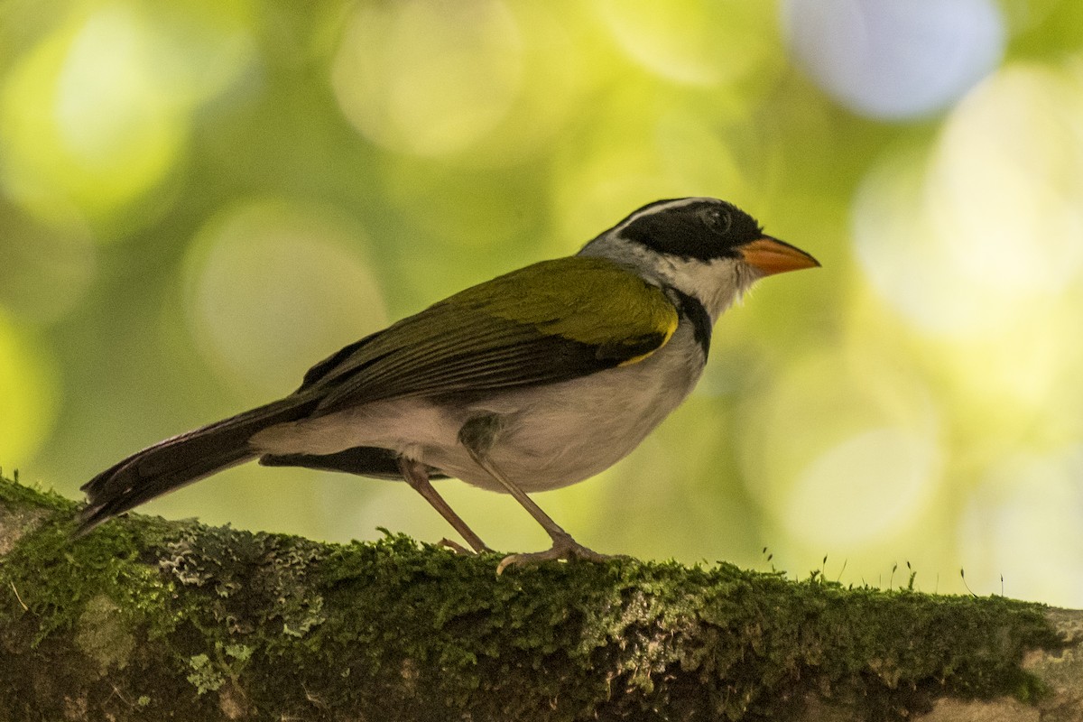 Saffron-billed Sparrow - Luiz Carlos Ramassotti