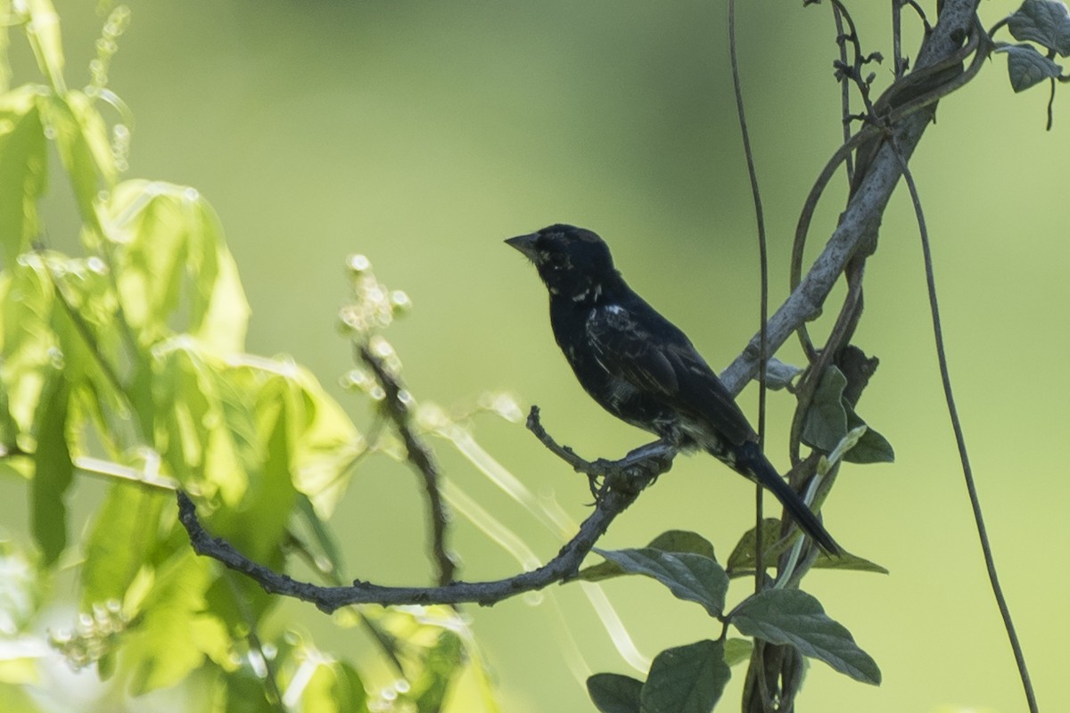 Blue-black Grassquit - Luiz Carlos Ramassotti