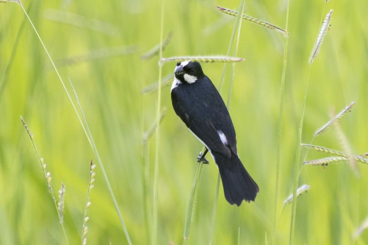 Lined Seedeater - Luiz Carlos Ramassotti