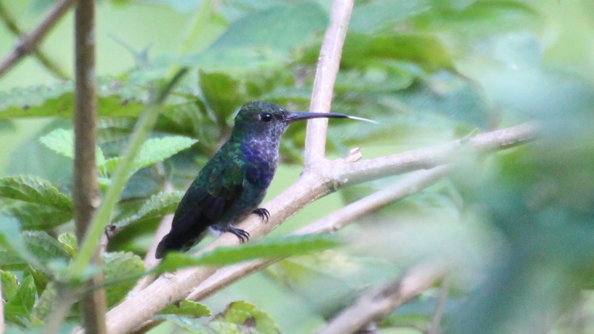 Sapphire-spangled Emerald (Spot-vented) - ML288982181