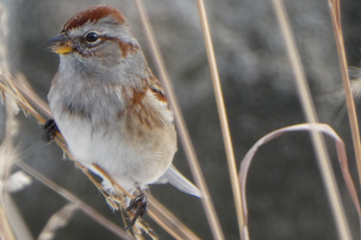 American Tree Sparrow - ML288982491