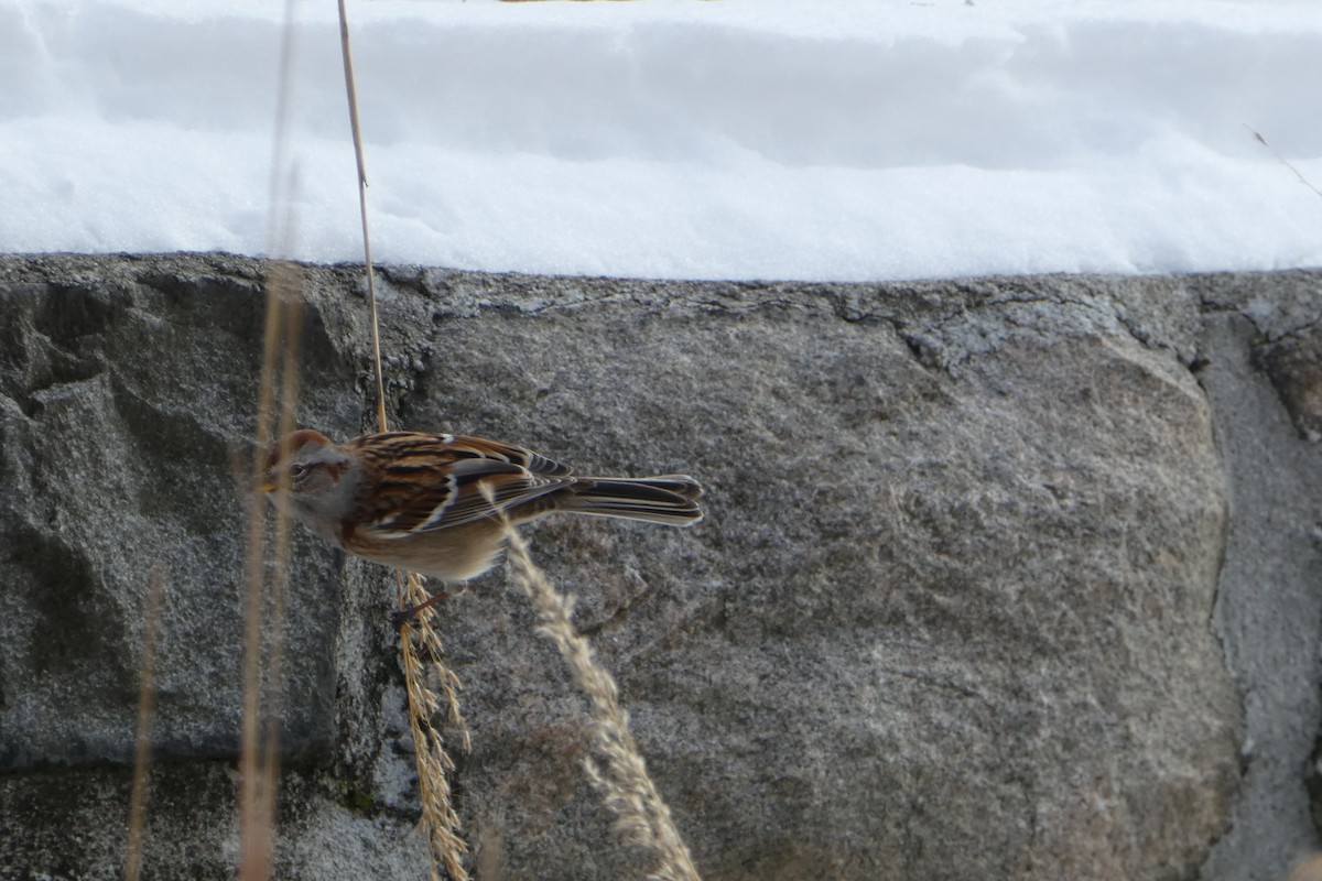 American Tree Sparrow - ML288982551