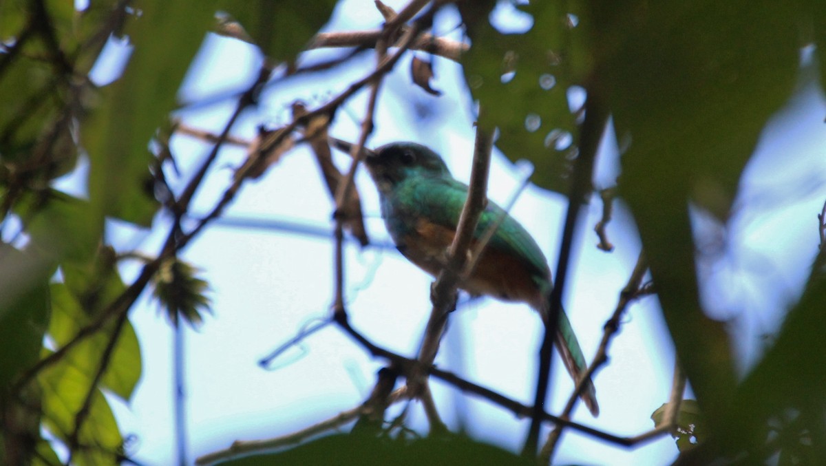 Jacamar à couronne bleue - ML288982691