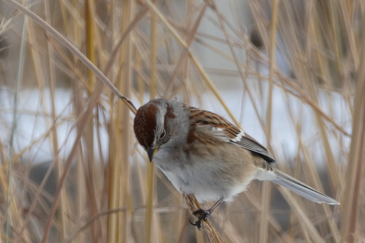 American Tree Sparrow - ML288982931