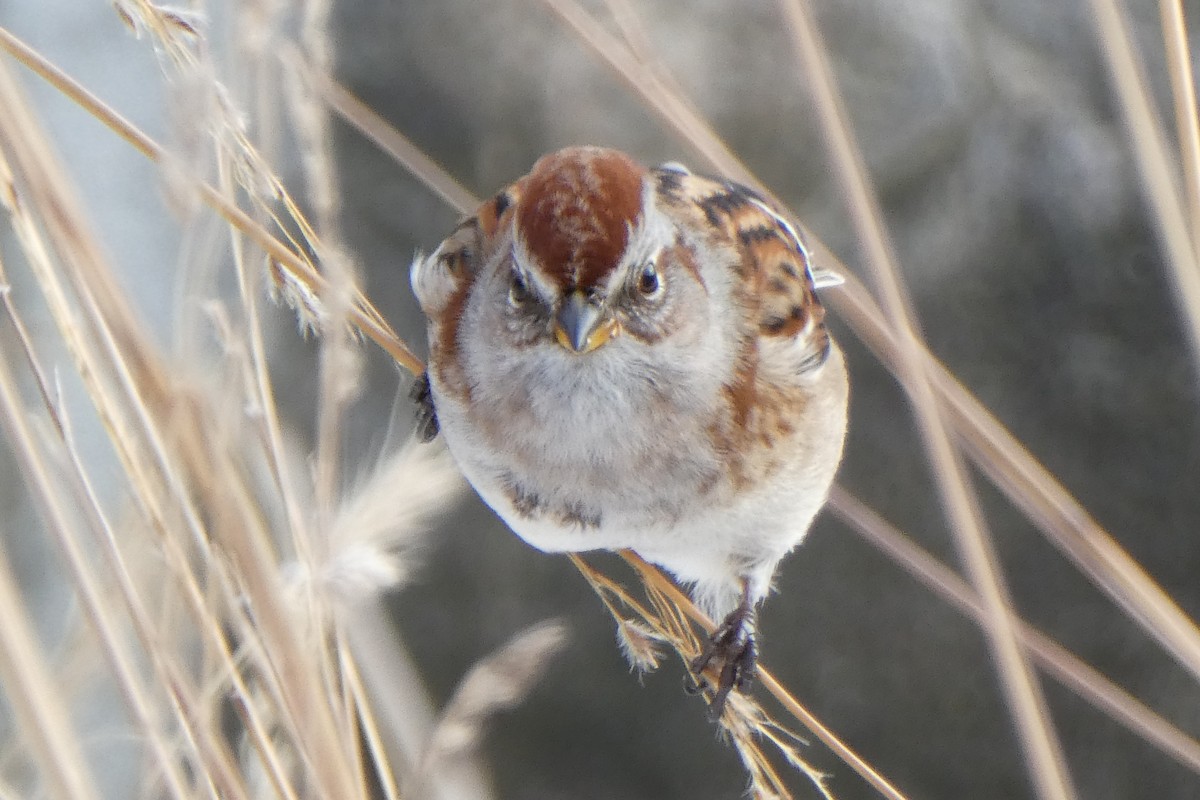 American Tree Sparrow - ML288983311