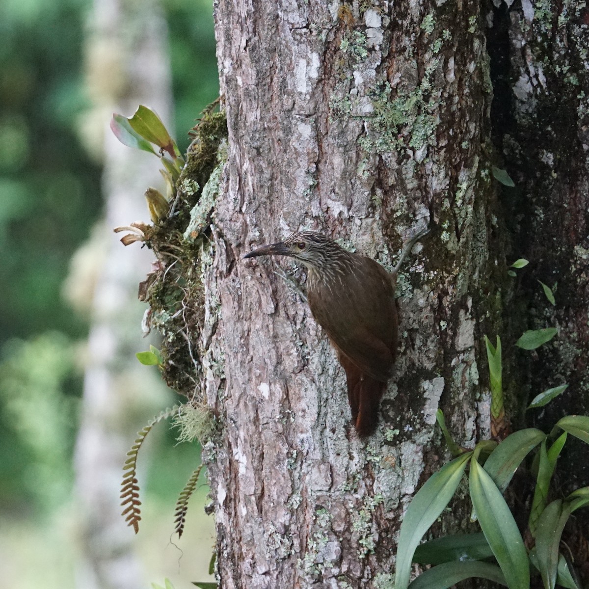 White-throated Woodcreeper - ML288983421