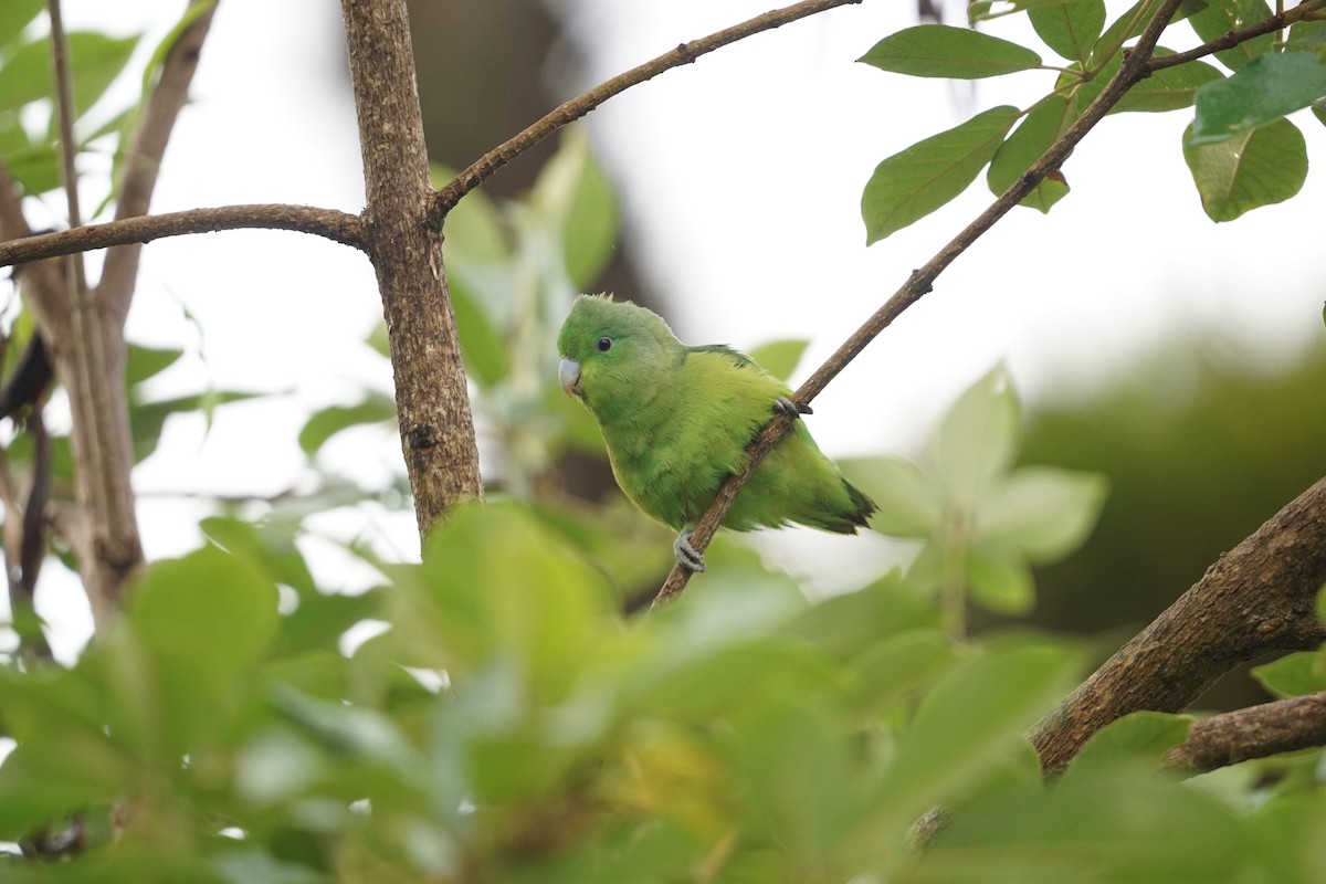 Cobalt-rumped Parrotlet - ML288983541