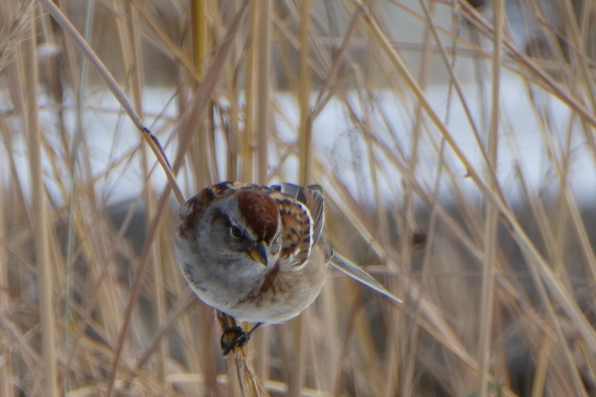 American Tree Sparrow - ML288984021