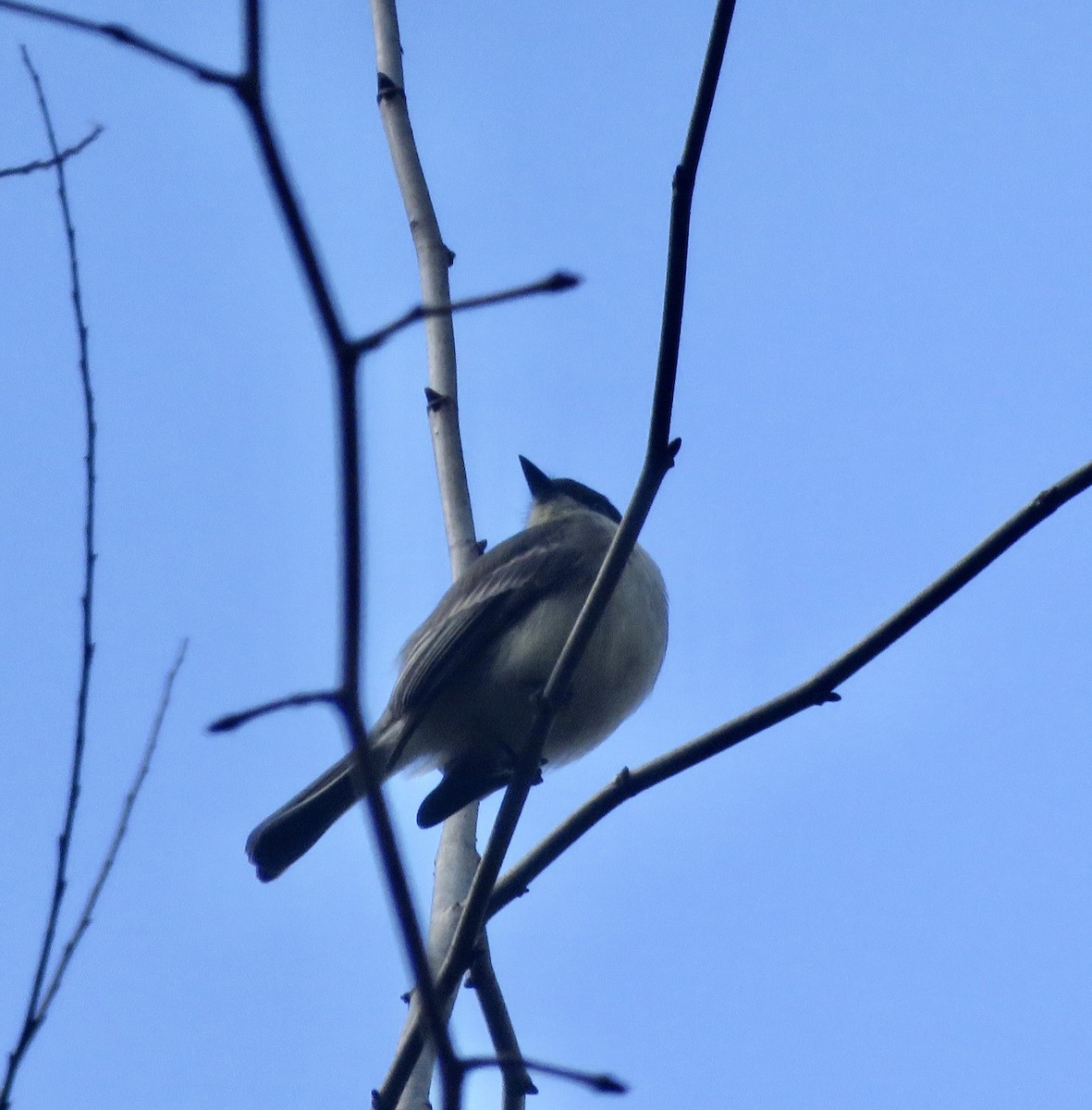 Eastern Phoebe - ML288987131