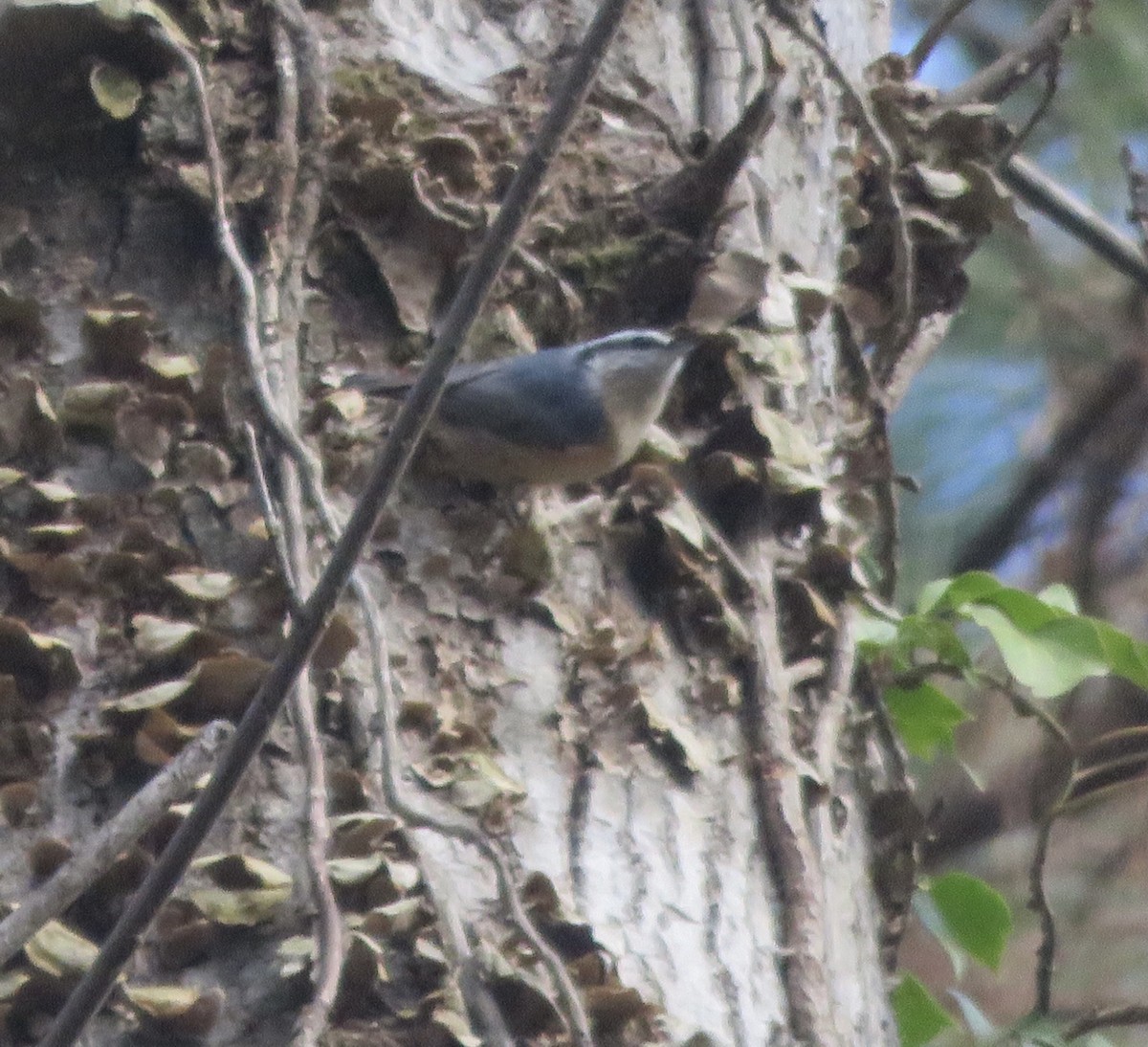 Red-breasted Nuthatch - ML288988391
