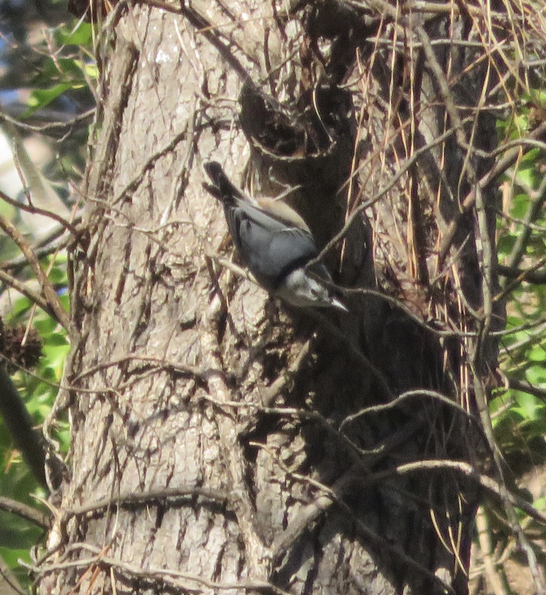 White-breasted Nuthatch - ML288989061