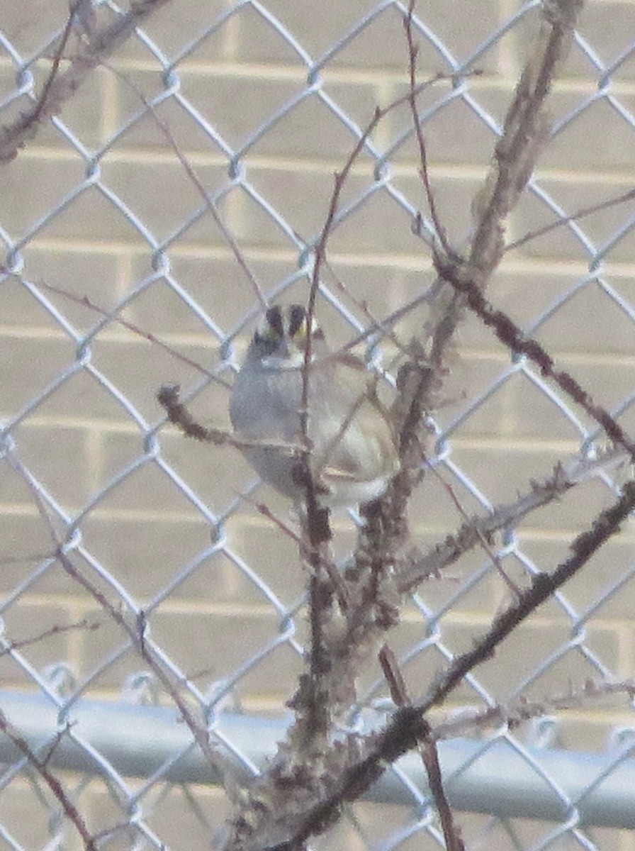 White-throated Sparrow - ML288989771