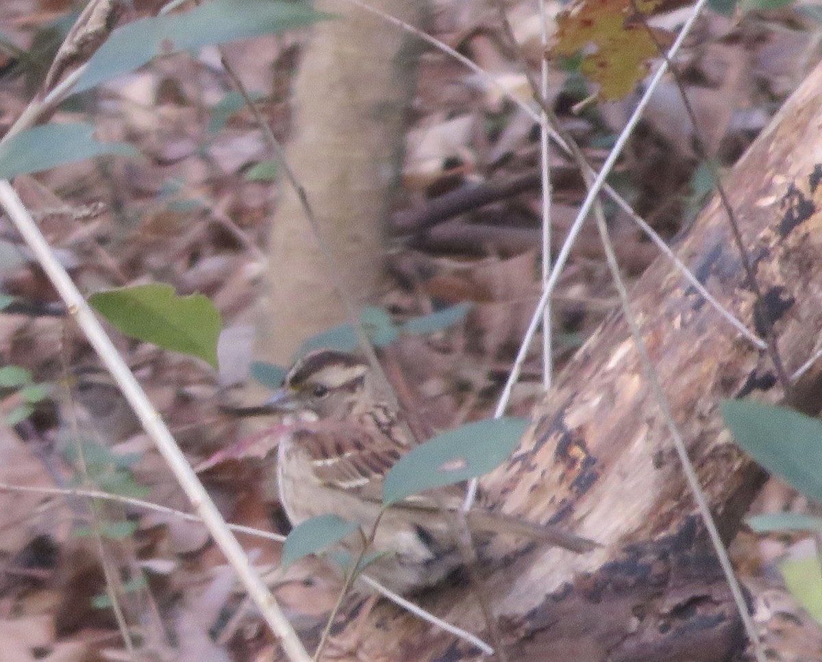 White-throated Sparrow - ML288989811