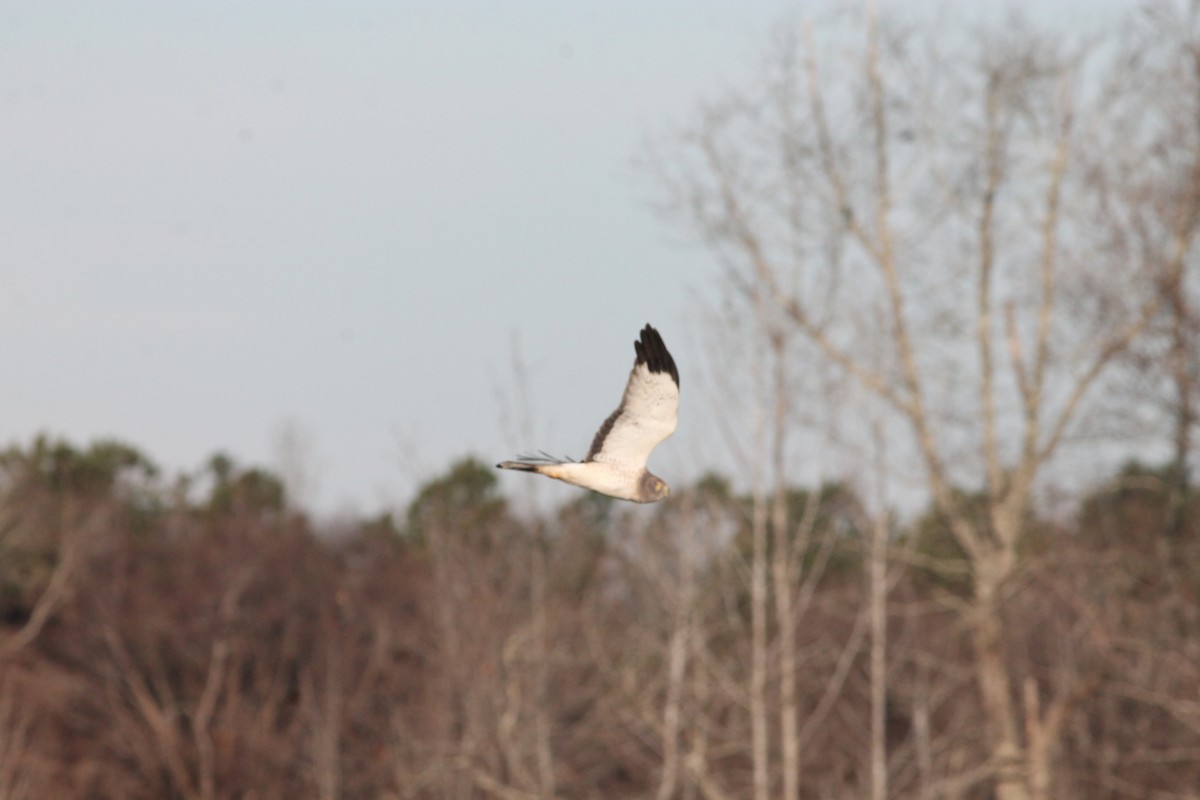 Northern Harrier - ML288992151