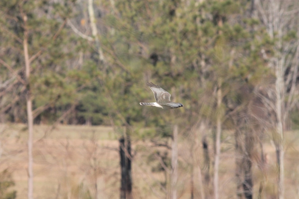 Northern Harrier - ML288992171