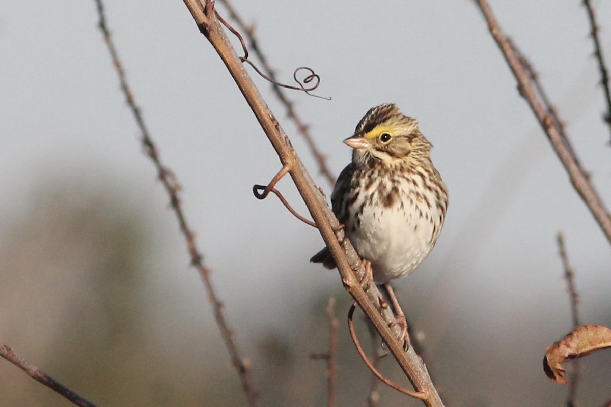 Savannah Sparrow - ML288992181